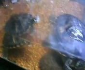 me showing my pet turtles naked from ninja turtles leo fuck karai cart